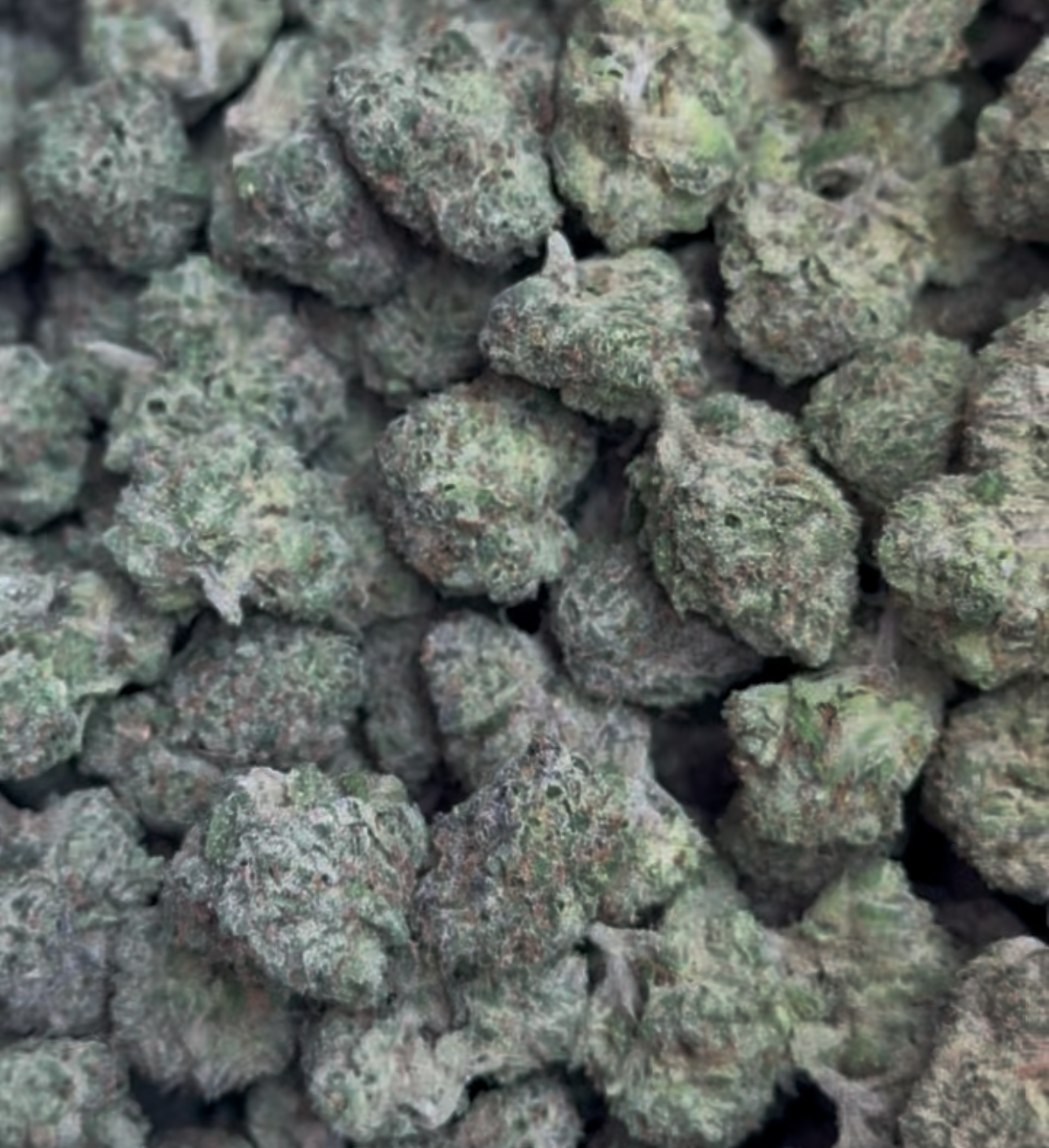 Blueberry Candies