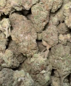 Gelato