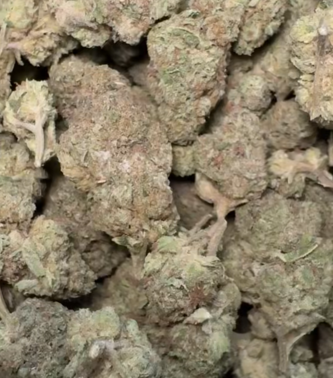 Gelato
