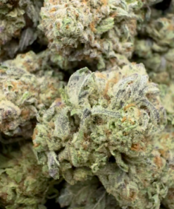 Gelato King