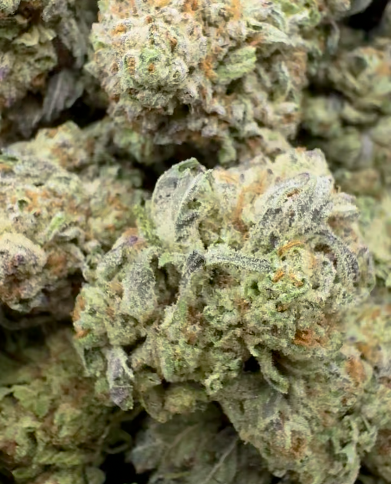 Gelato King