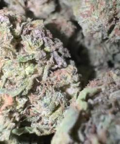 Jet Fuel