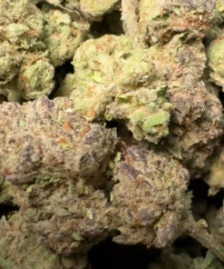 Purple Gelato
