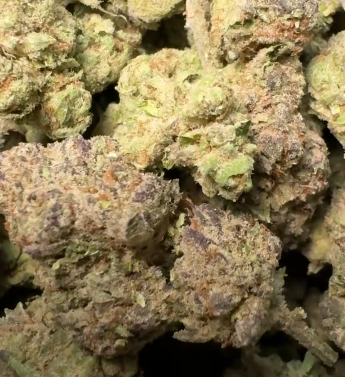 Purple Gelato