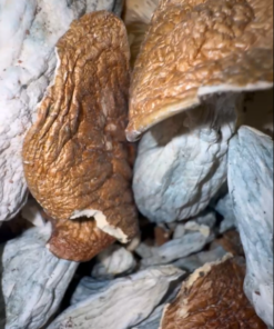 Penis Envy mushrooms