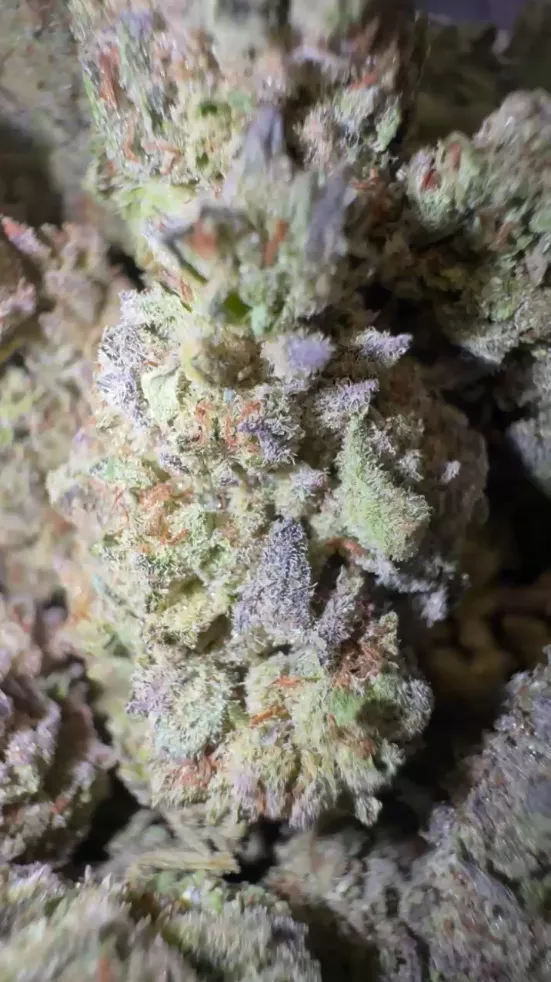 Cherry ICEE 475