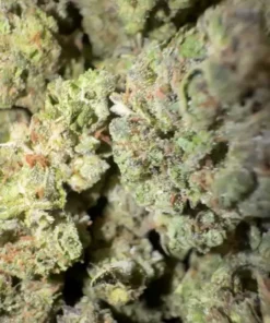 Lotto pop 425