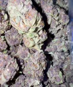 Purple Jedi