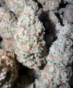 White Cherry Gelato